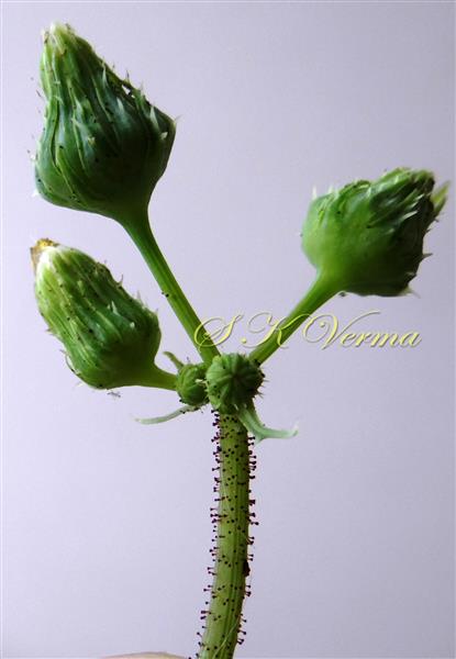  Capitula with Involucre